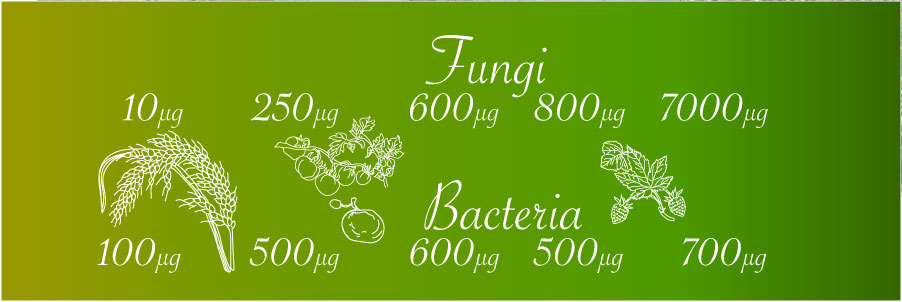 fungi/bacteriar ratio